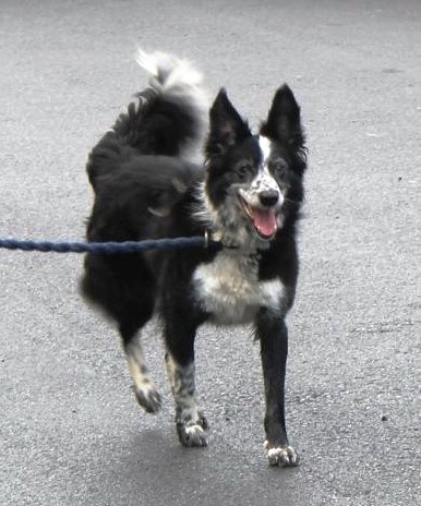 Charity Woodside Sanctuary dog.jpg